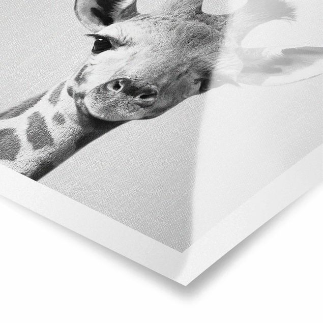 Czarno białe obrazy Baby Giraffe Gandalf Black And White