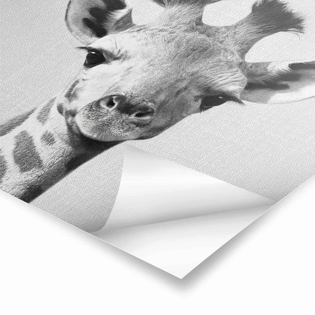 Plakaty czarno białe Baby Giraffe Gandalf Black And White