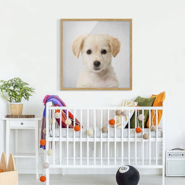 Obrazy pies Baby Golden Retriever Gizmo