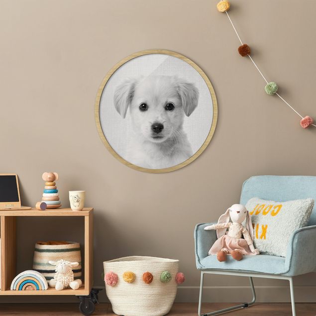 Obraz psa Mały Złotoen Retriever Gizmo czarno-biały