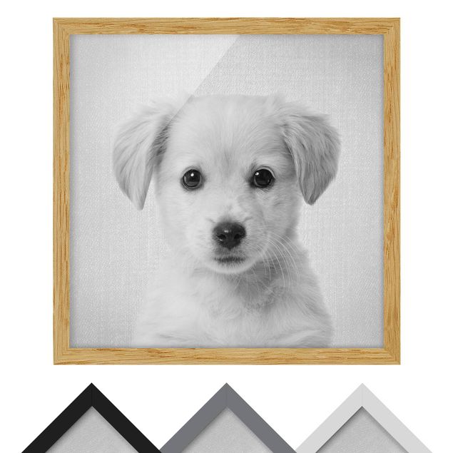 Obrazy nowoczesne Baby Golden Retriever Gizmo Black And White