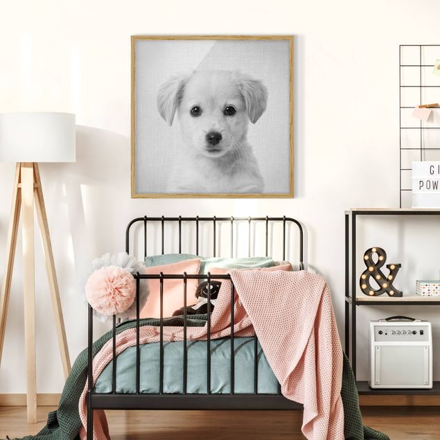 Obraz psa Baby Golden Retriever Gizmo Black And White