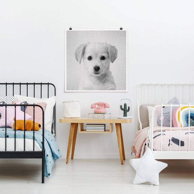 Obrazy nowoczesne Baby Golden Retriever Gizmo Black And White