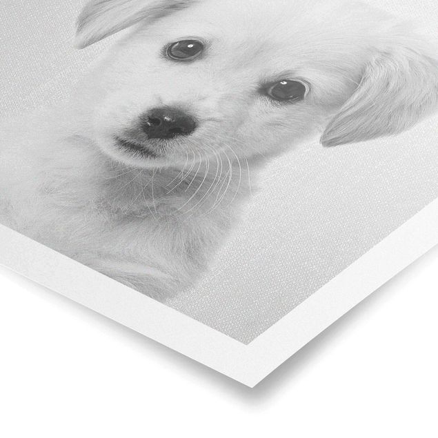 Obraz psa Baby Golden Retriever Gizmo Black And White