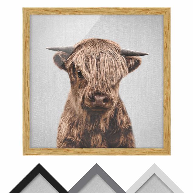Obrazy zwierzęta Baby Highland Cow Henri