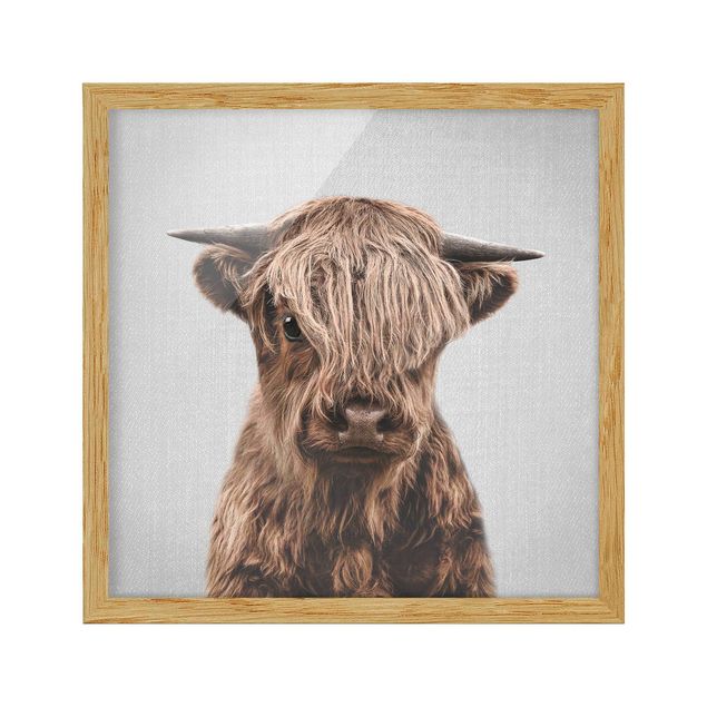 Obrazy do salonu Baby Highland Cow Henri