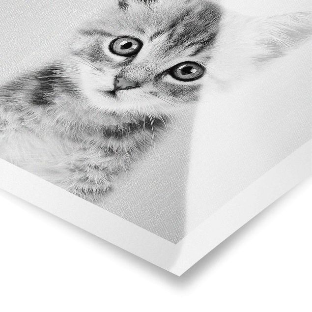 Czarno białe obrazki Baby Cat Killi Black And White