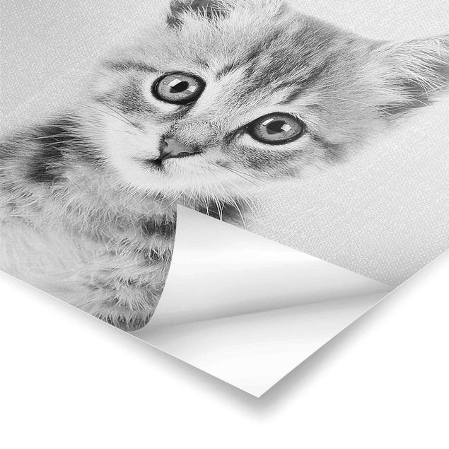 Plakaty czarno białe Baby Cat Killi Black And White