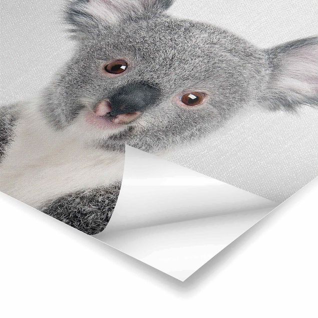 Obrazy Baby Koala Klara
