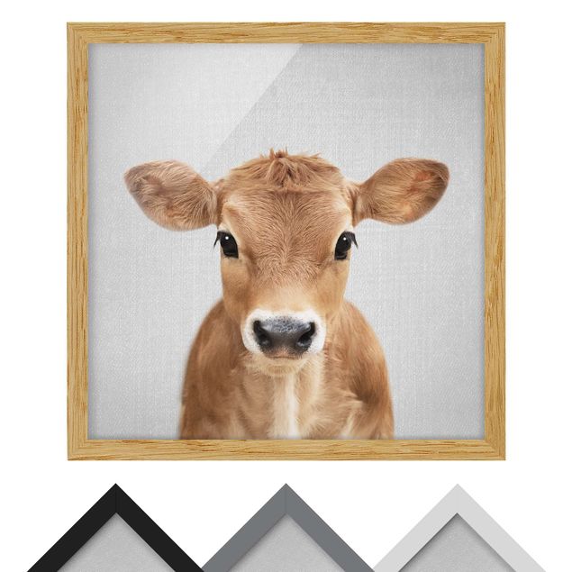 Obrazy zwierzęta Baby Cow Kira