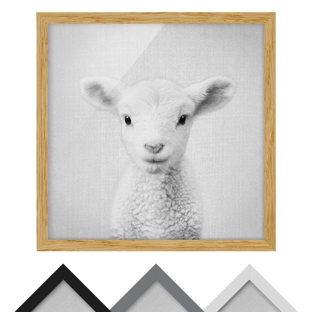 Obrazy ze zwierzętami Baby Lamb Lina Black And White