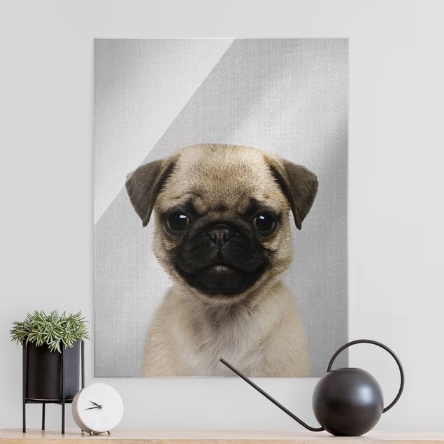 Obrazy na szkle portret Baby Pug Moritz