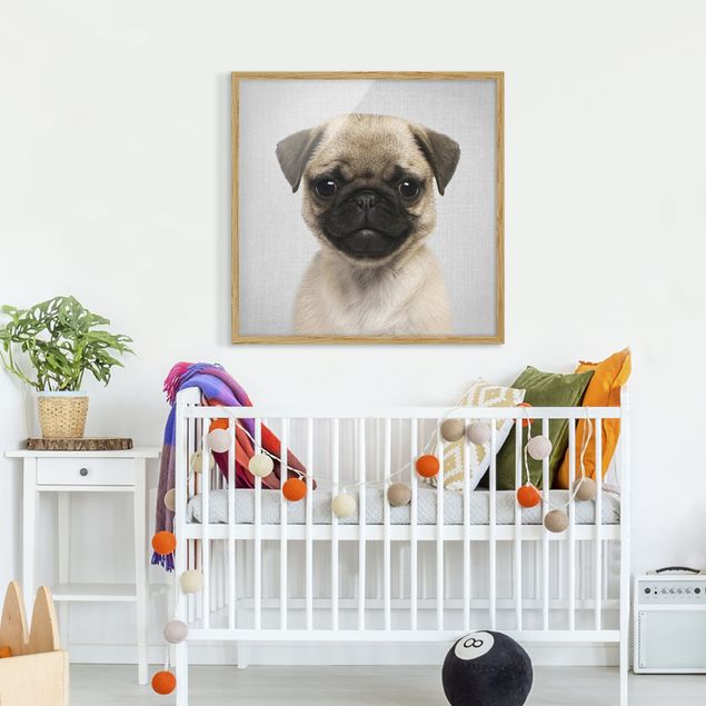 Obrazy pies Baby Pug Moritz