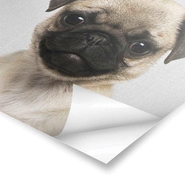 Plakaty czarno białe Baby Pug Moritz