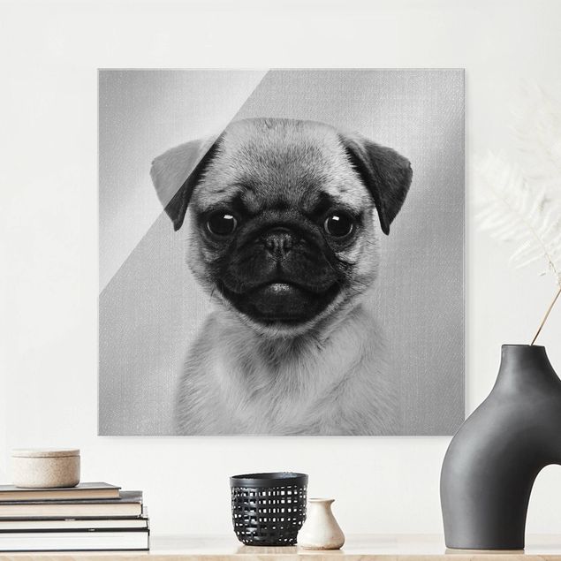 Obrazy na szkle kwadrat Baby Pug Moritz Black And White