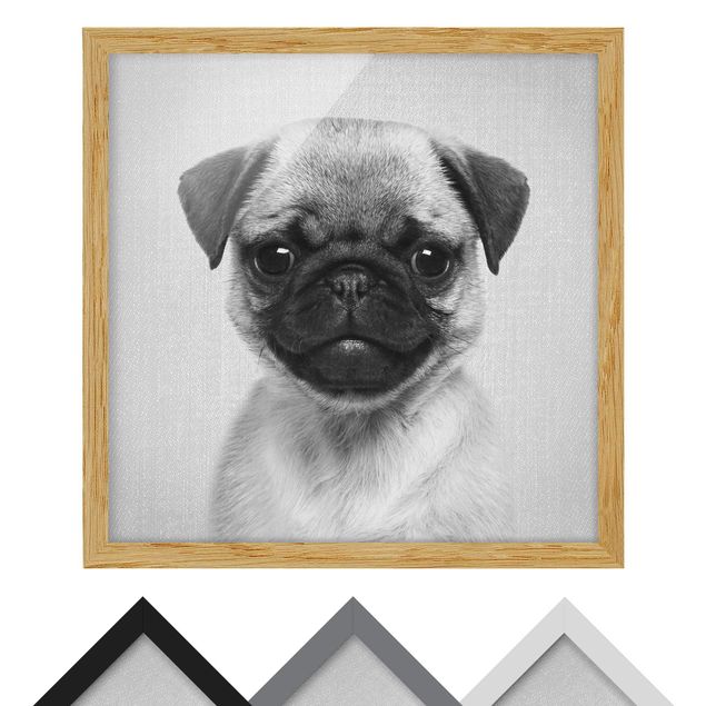 Obrazy nowoczesny Baby Pug Moritz Black And White