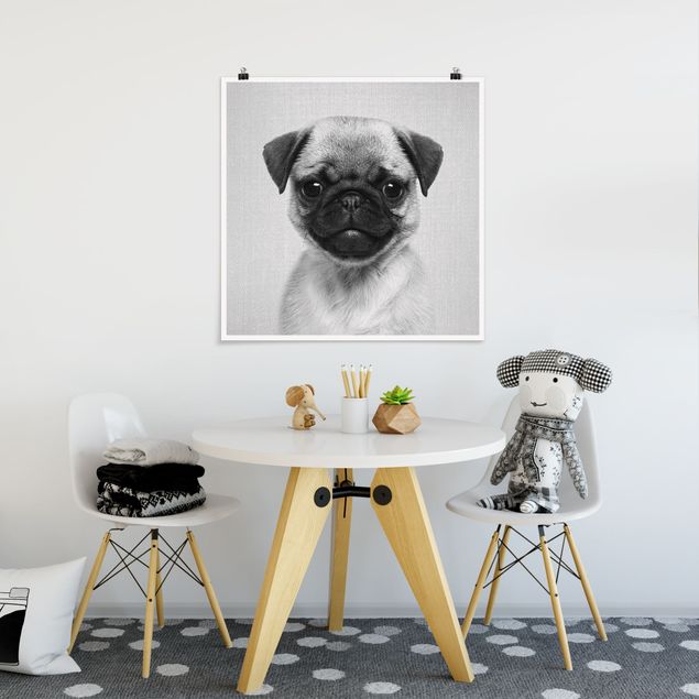 Obrazy nowoczesny Baby Pug Moritz Black And White