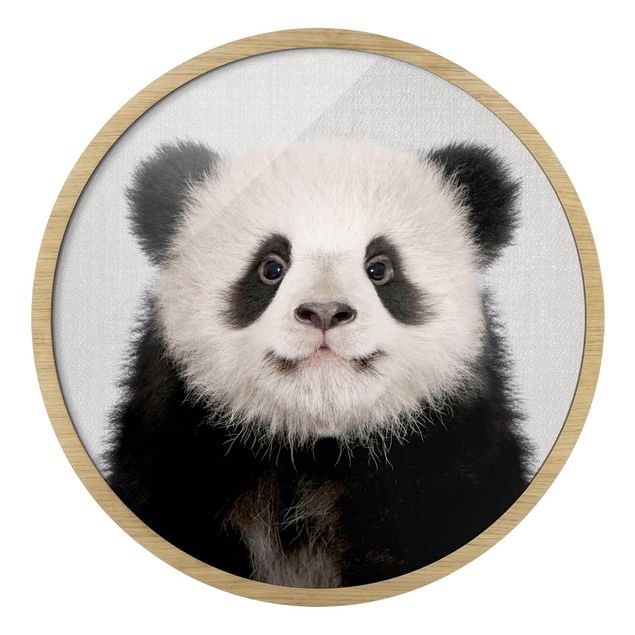 Obrazy panda Mały panda Prian