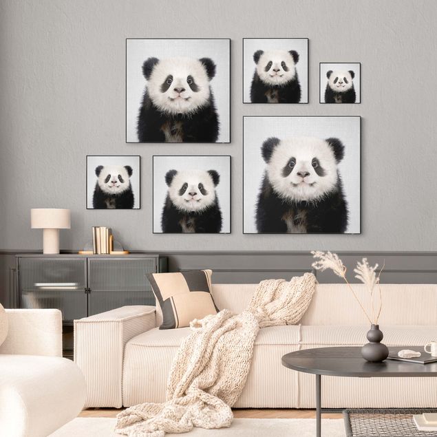 Panda obraz Mała panda Prian