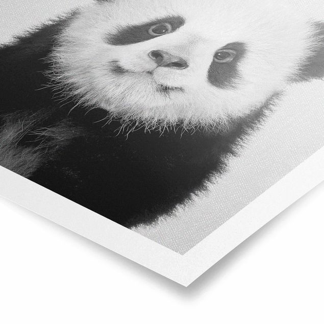 Panda obraz Baby Panda Prian Black And White