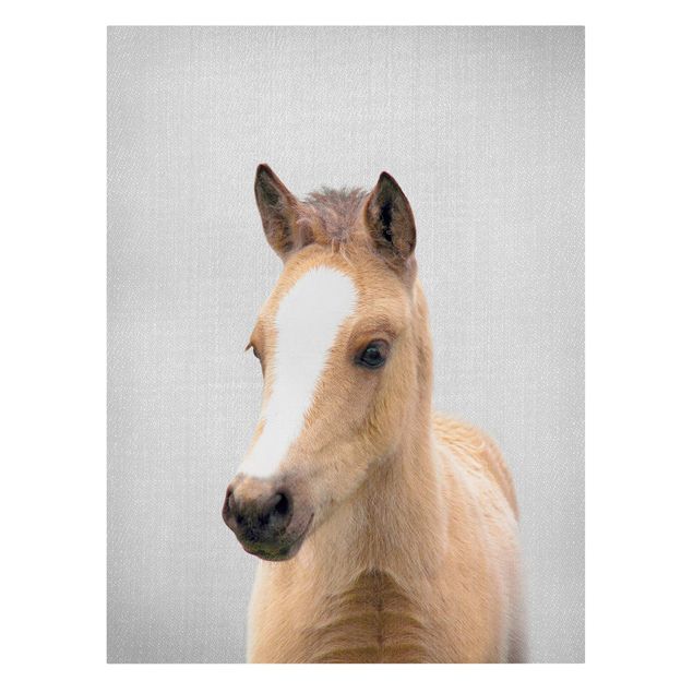 Zwierzęta obrazy Baby Horse Philipp