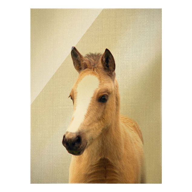 Obrazy na szkle zwierzęta Baby Horse Philipp