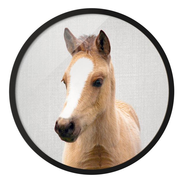 Obrazy koń Mały koń Philip