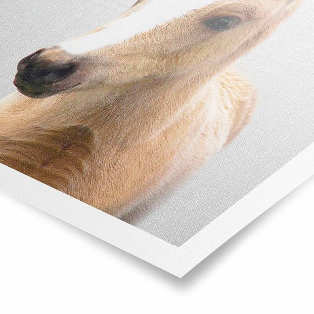 Obrazy ze zwierzętami Baby Horse Philipp