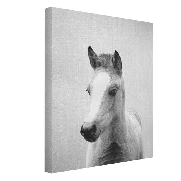 Konie obrazy Baby Horse Philipp Black And White