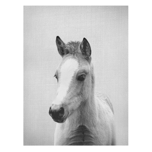 Obrazy ze zwierzętami Baby Horse Philipp Black And White