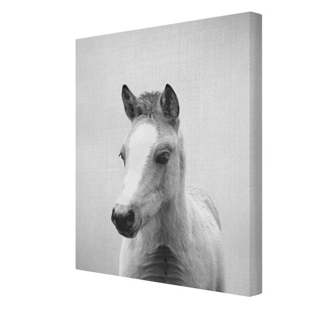 Obraz na płótnie konie Baby Horse Philipp Black And White