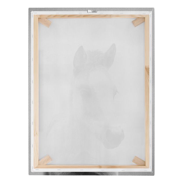 Obrazki czarno białe Baby Horse Philipp Black And White