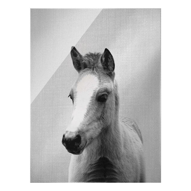 Obrazy na szkle zwierzęta Baby Horse Philipp Black And White