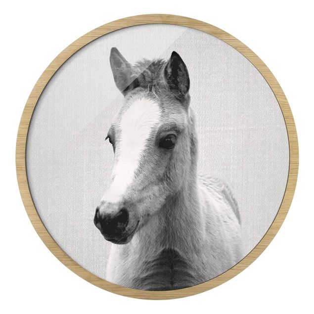 Obraz kon Mały koń Philip czarno-biały