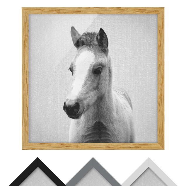Obrazy nowoczesne Baby Horse Philipp Black And White