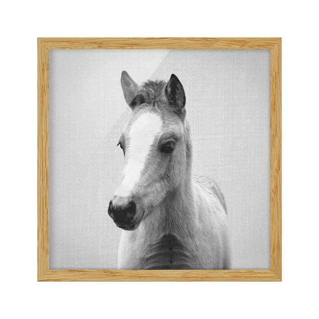 Obrazy w ramie zwierzęta Baby Horse Philipp Black And White