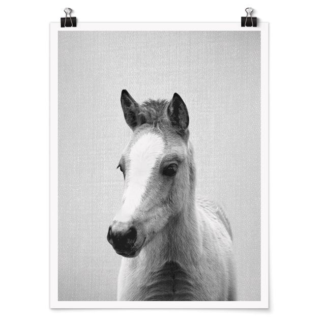 Konie obrazy Baby Horse Philipp Black And White