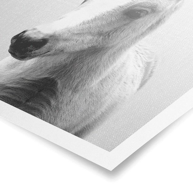 Obrazy ze zwierzętami Baby Horse Philipp Black And White