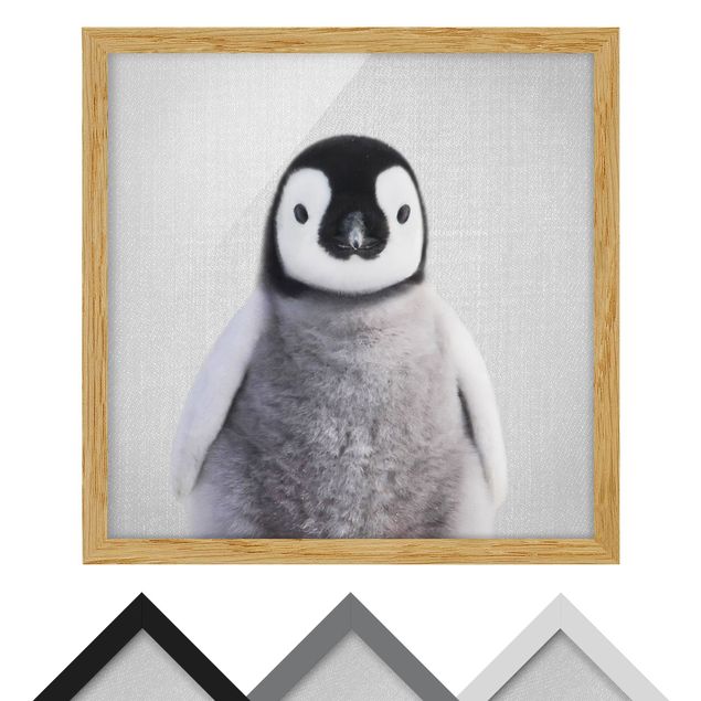 Obrazy zwierzęta Baby Penguin Pepe