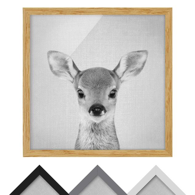 Zwierzęta obrazy Baby Roe Deer Romy Black And White