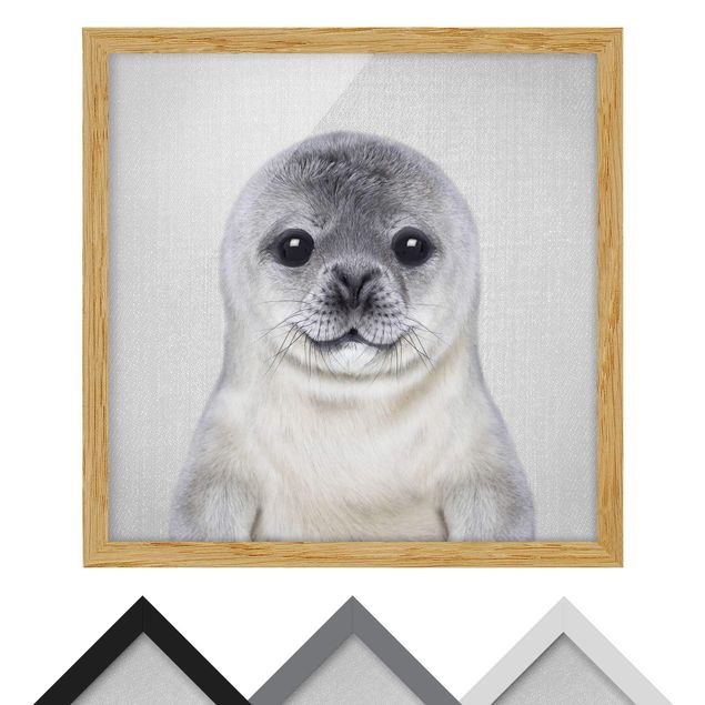 Obrazy zwierzęta Baby Seal Ronny