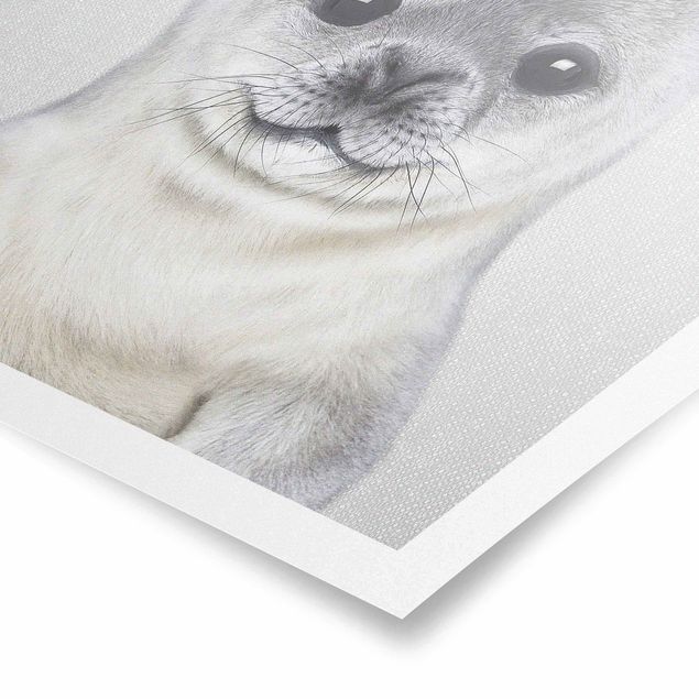 Czarno białe obrazki Baby Seal Ronny