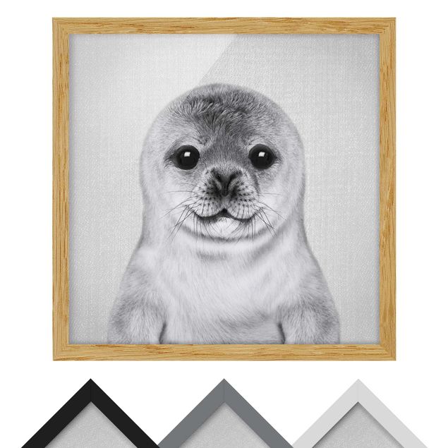 Obrazy ze zwierzętami Baby Seal Ronny Black And White