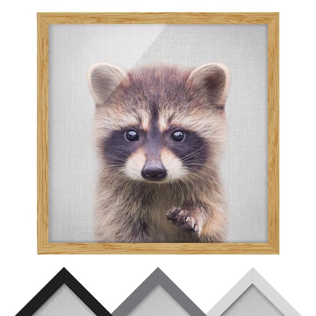 Obrazy nowoczesny Baby Raccoon Wicky