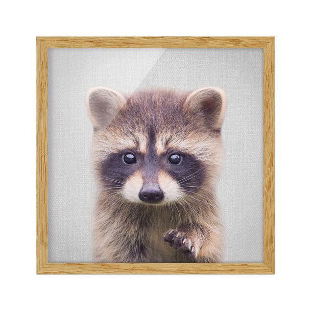Obrazy w ramie zwierzęta Baby Raccoon Wicky