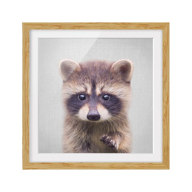 Obrazy w ramie zwierzęta Baby Raccoon Wicky