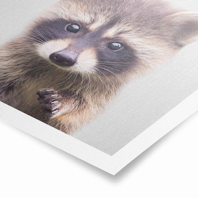 Obrazy ze zwierzętami Baby Raccoon Wicky