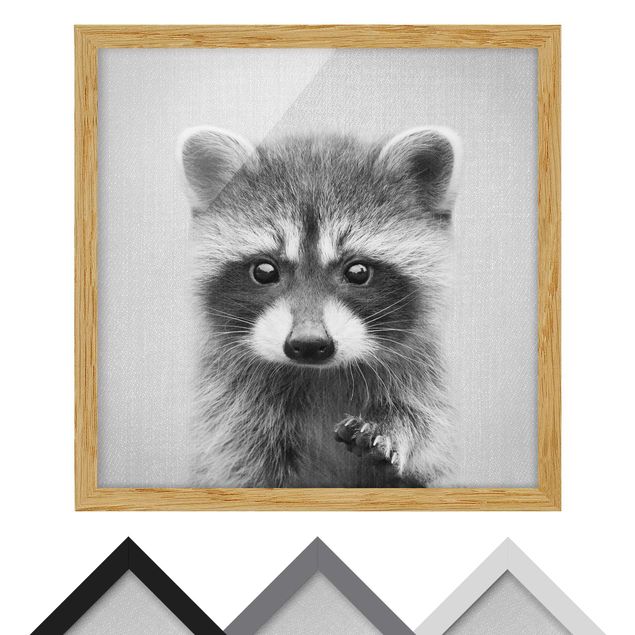 Obrazy nowoczesny Baby Raccoon Wicky Black And White