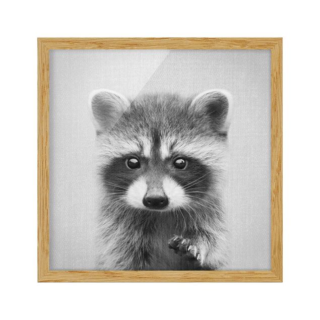 Obrazy w ramie zwierzęta Baby Raccoon Wicky Black And White