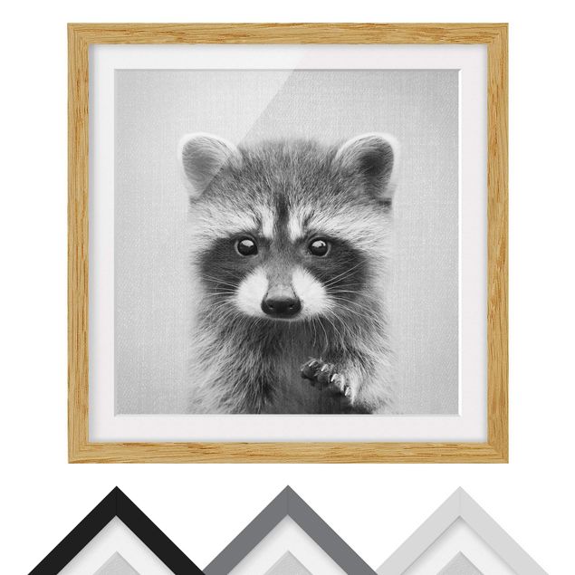 Obrazy nowoczesny Baby Raccoon Wicky Black And White
